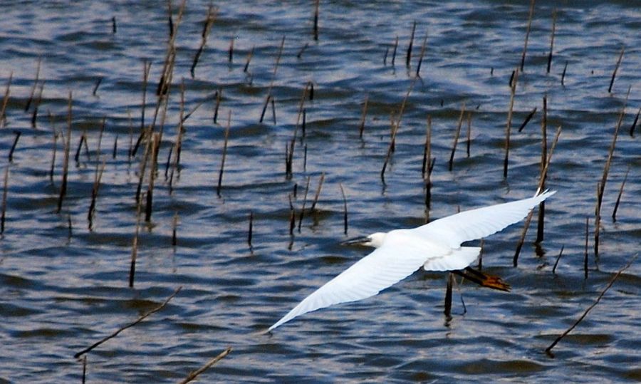 Little Egret
