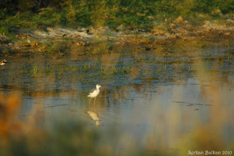 Black-winged Stilt