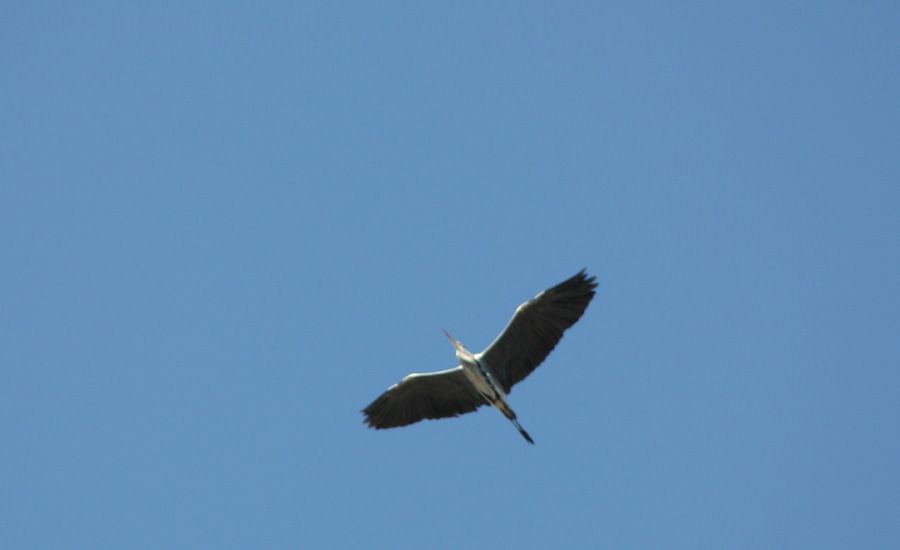 Grey Heron