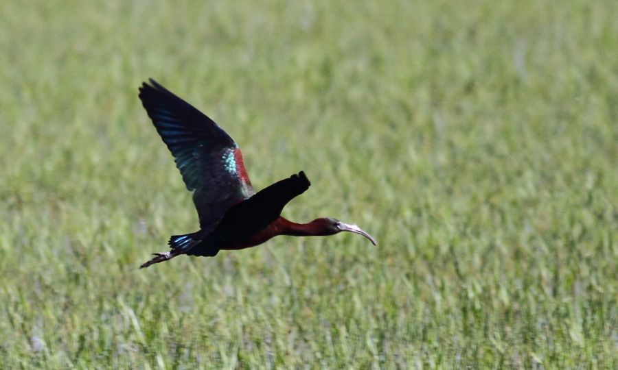 Glossy Ibis