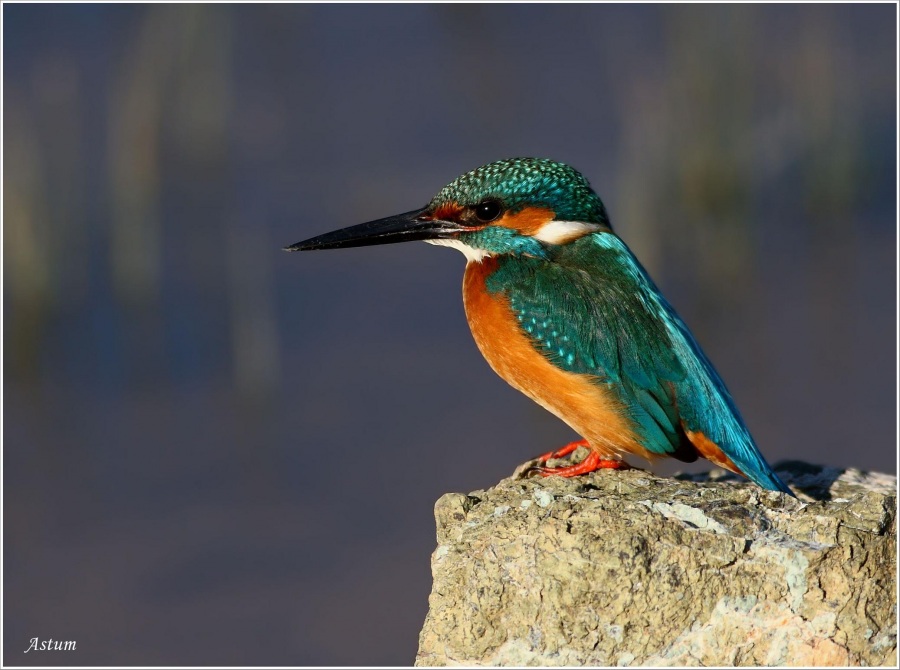 Common Kingfisher