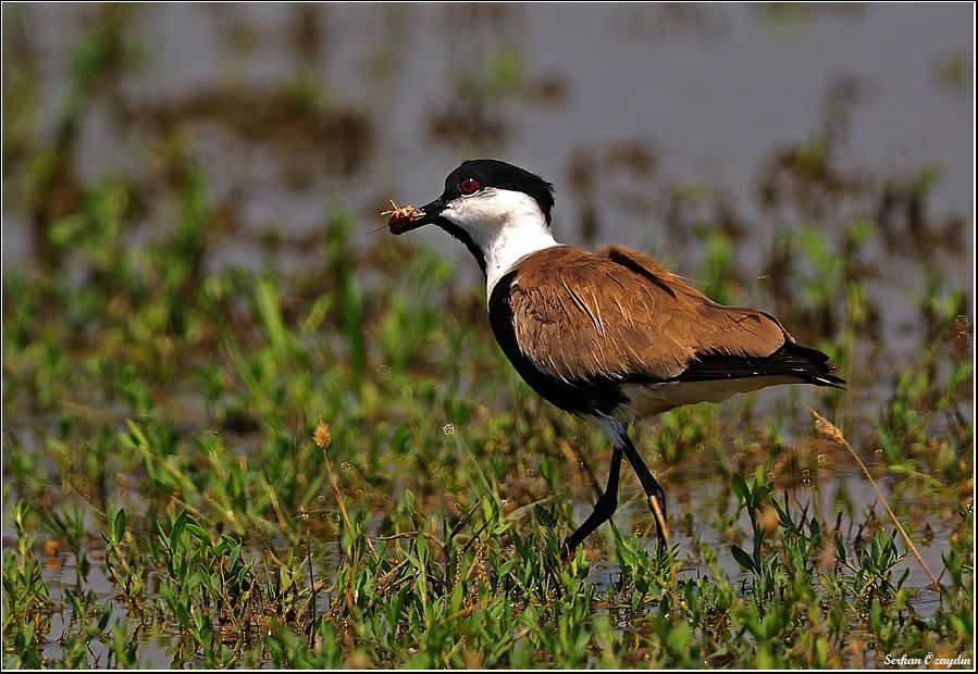 Spur-winged Lapwing