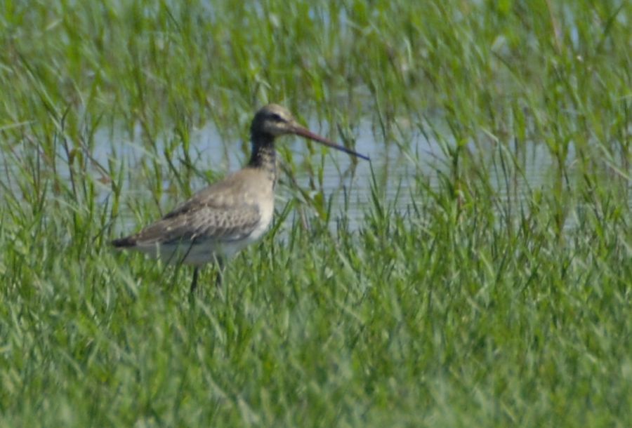 Black-tailed Godwit