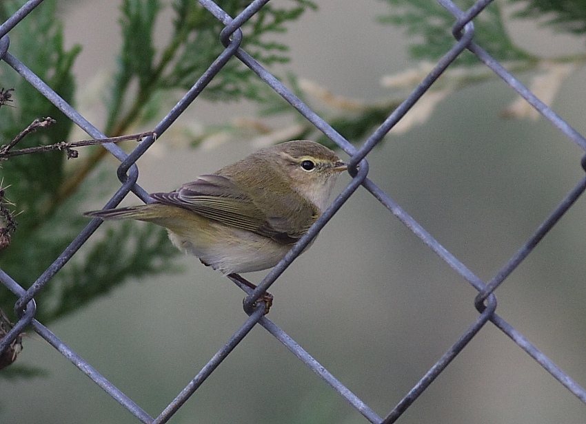 Common Chiffchaff
