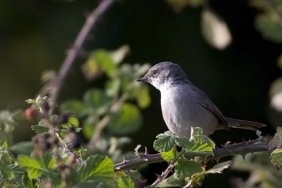Lesser Whitethroat