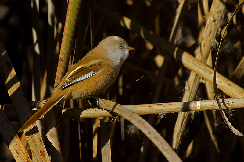 Bearded Reedling