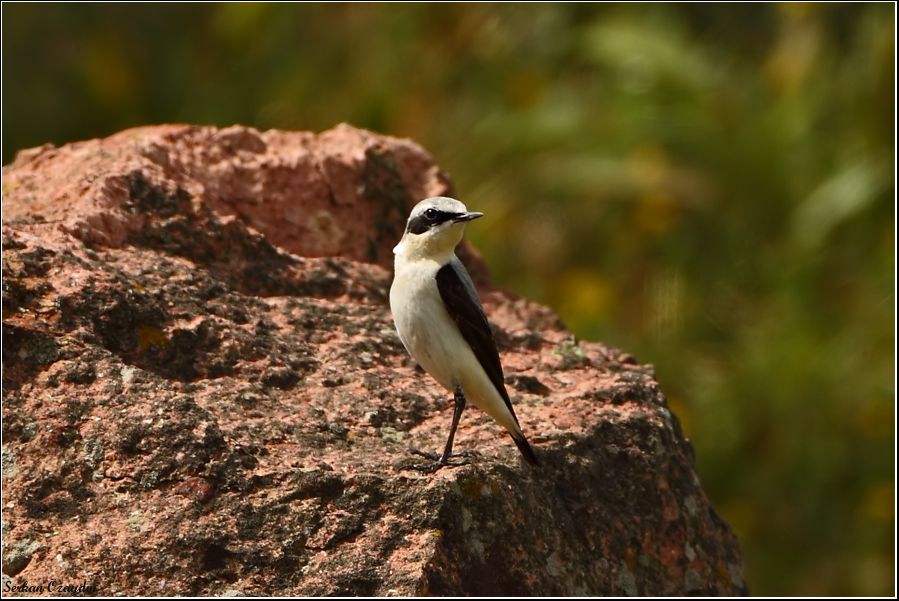 Northern Wheatear