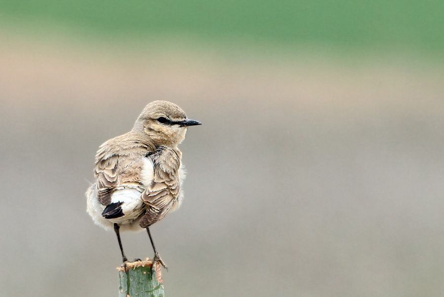 Isabelline Wheatear