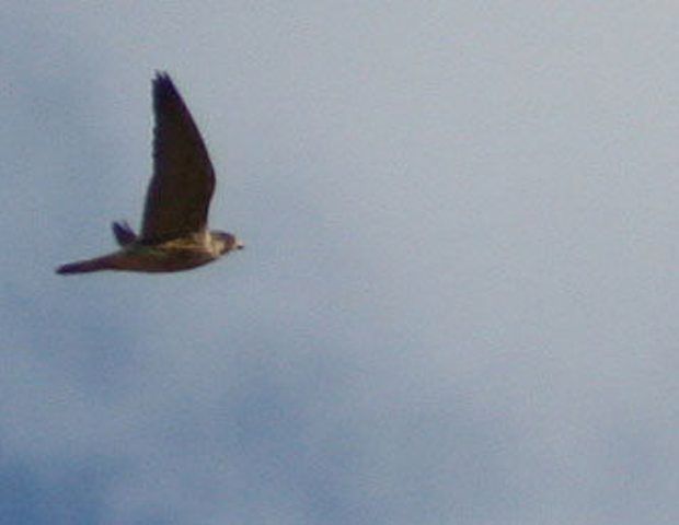 Peregrine Falcon