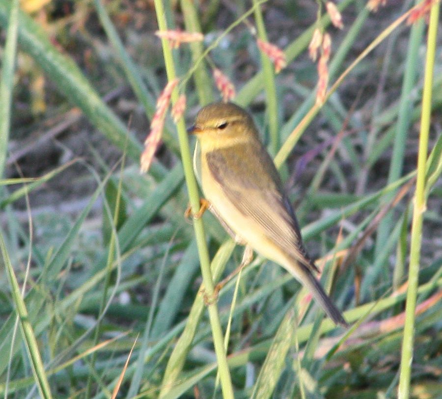 Willow Warbler