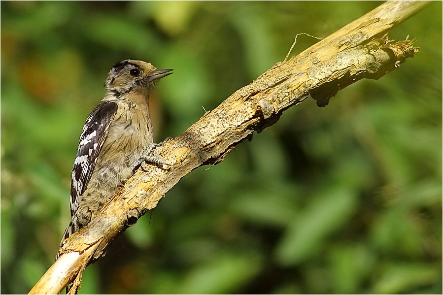 Lesser Spotted Woodpecker