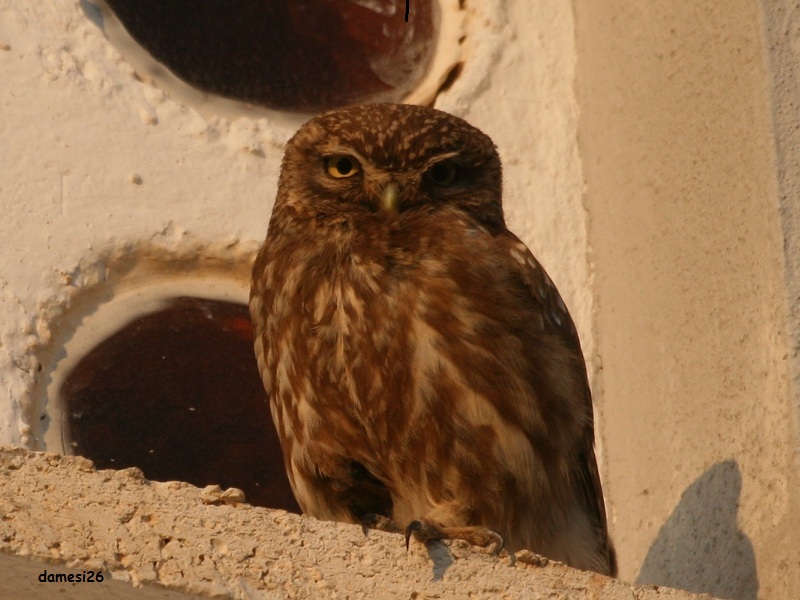 Little Owl