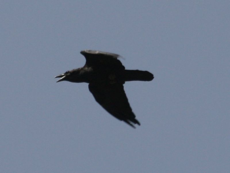 Northern Raven
