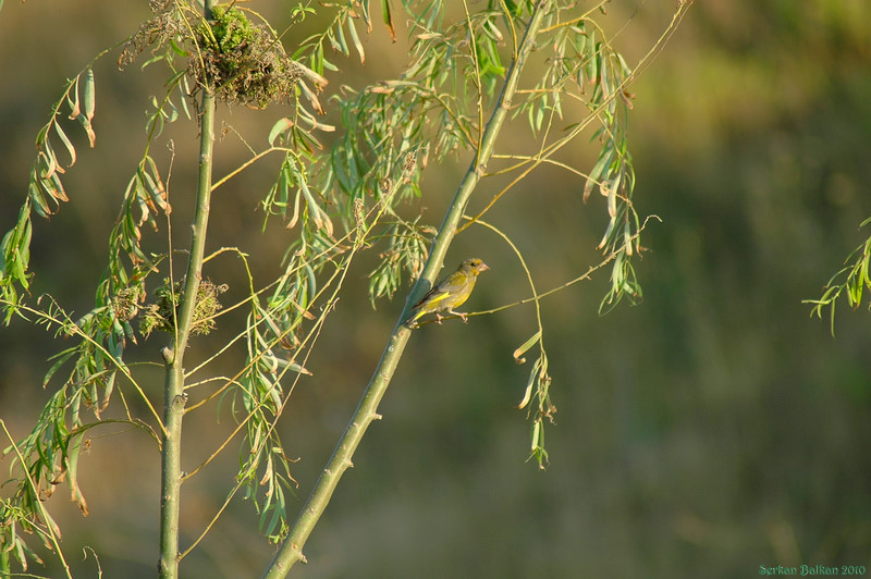 European Greenfinch