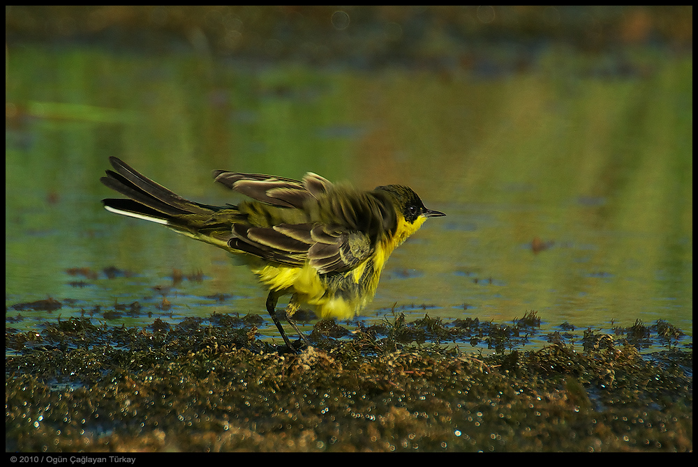 Western Yellow Wagtail
