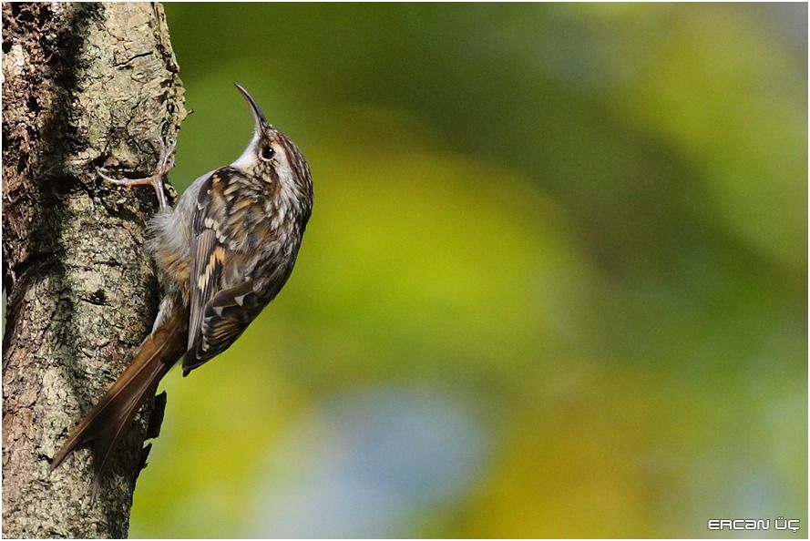 Eurasian Treecreeper
