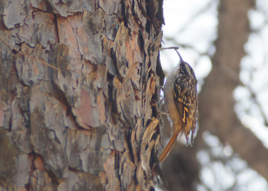 Short-toed Treecreeper