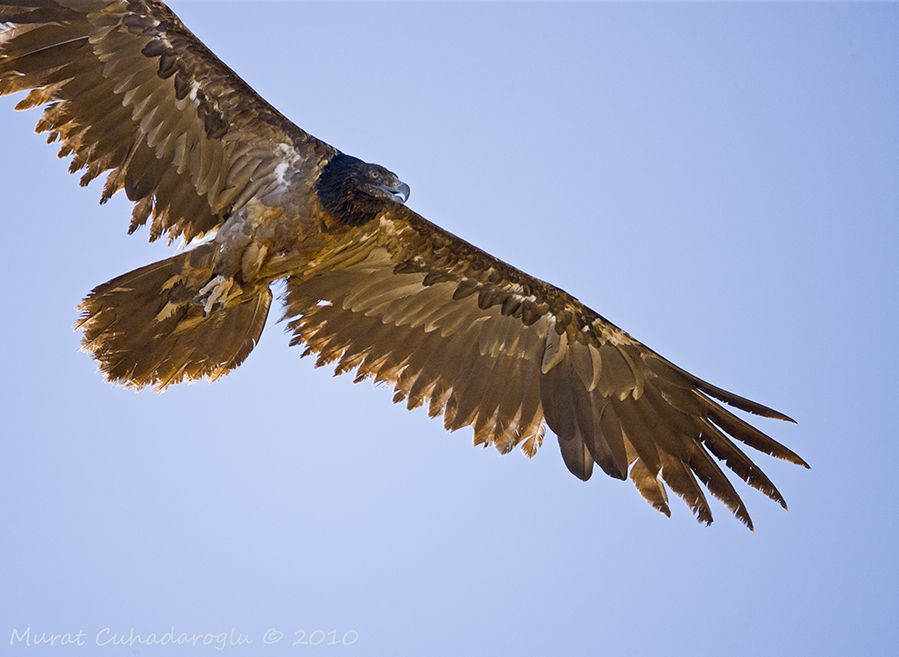 Bearded Vulture