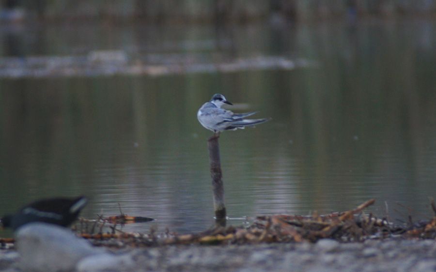 Whiskered Tern