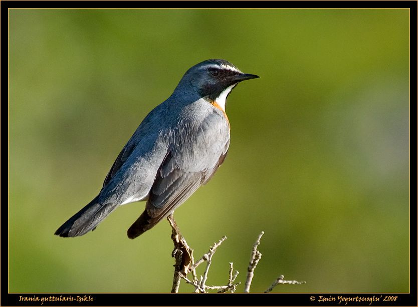 White-throated Robin