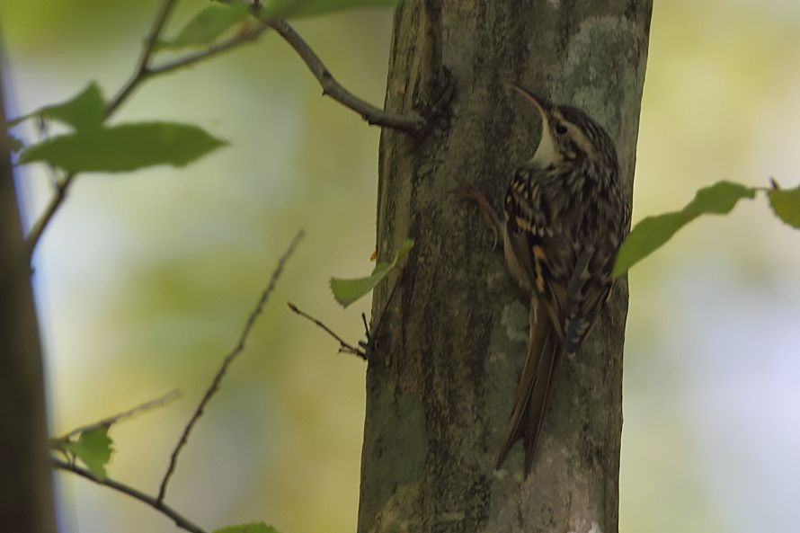 Short-toed Treecreeper