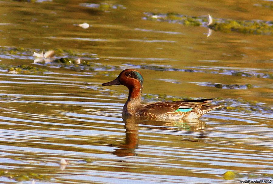 Eurasian Teal
