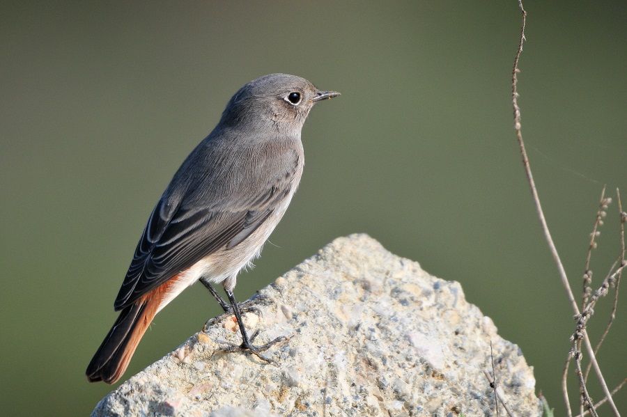Black Redstart