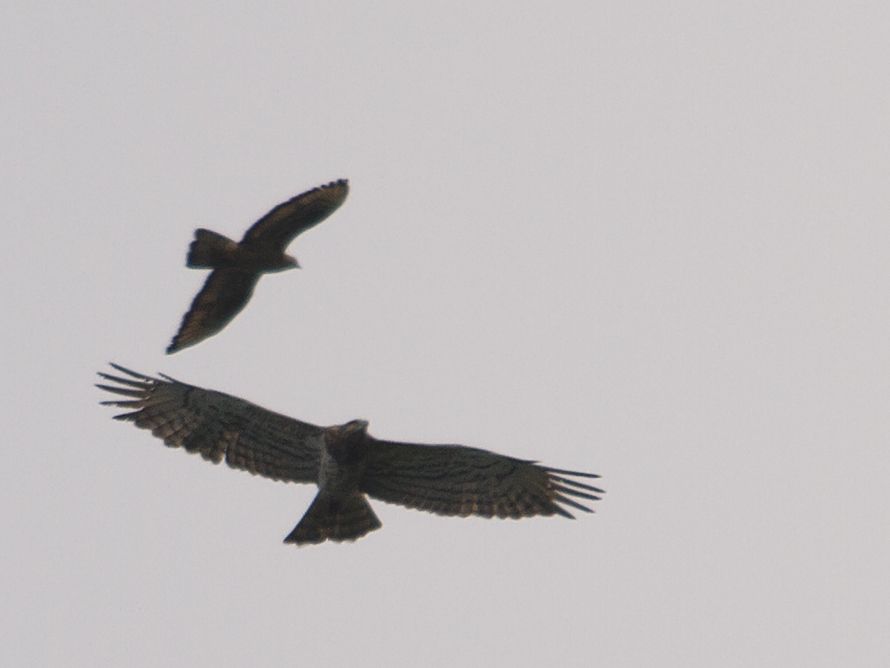 Short-toed Snake Eagle