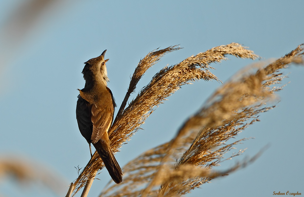 Great Reed Warbler