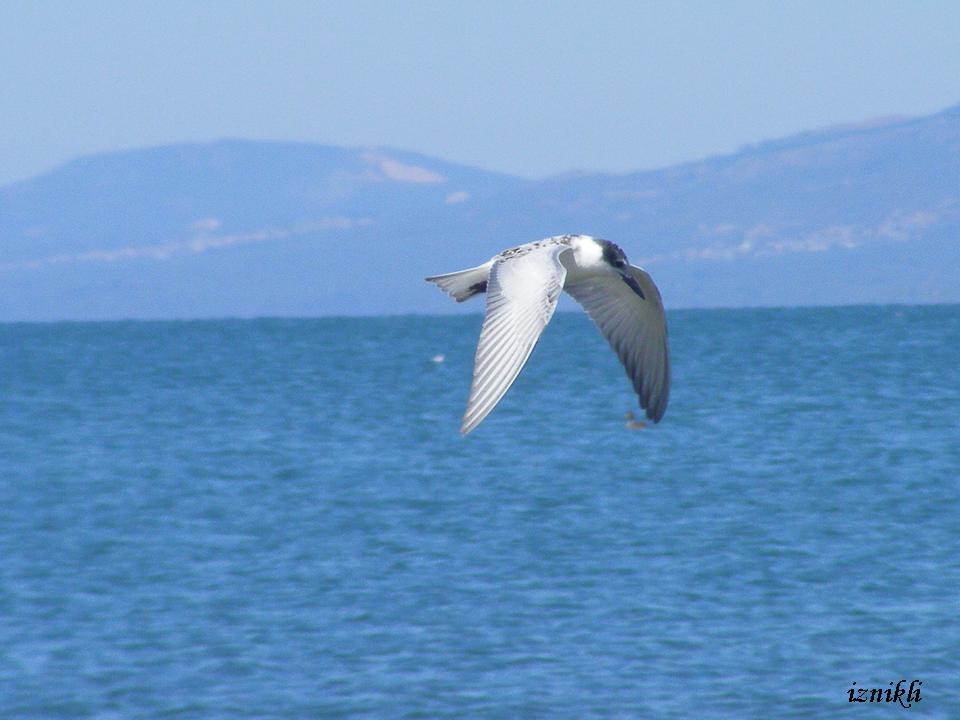 Whiskered Tern