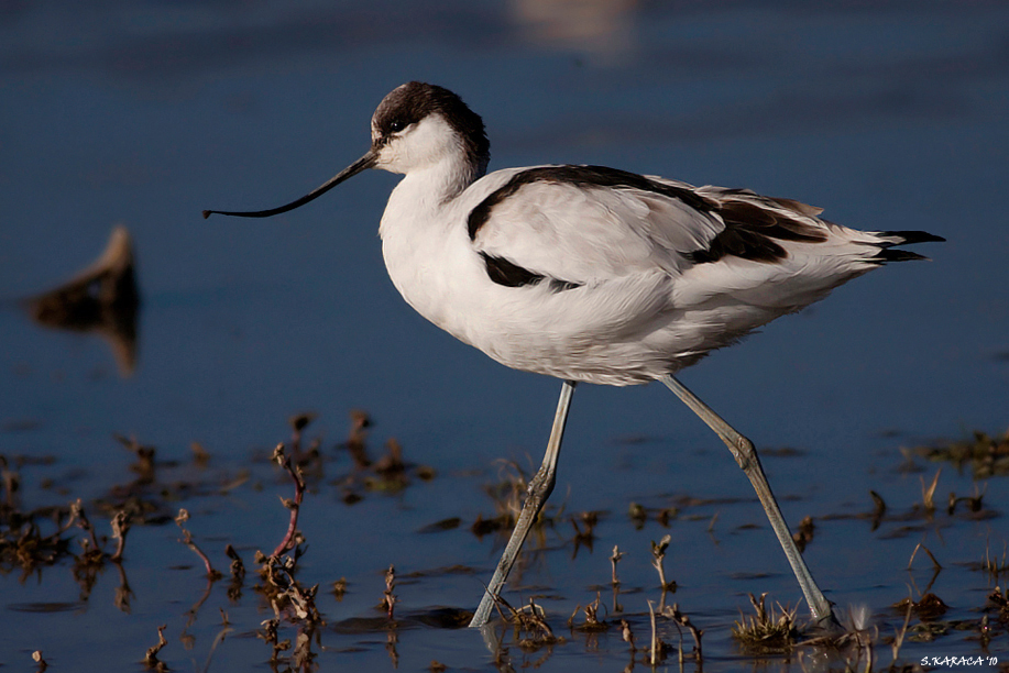 Pied Avocet