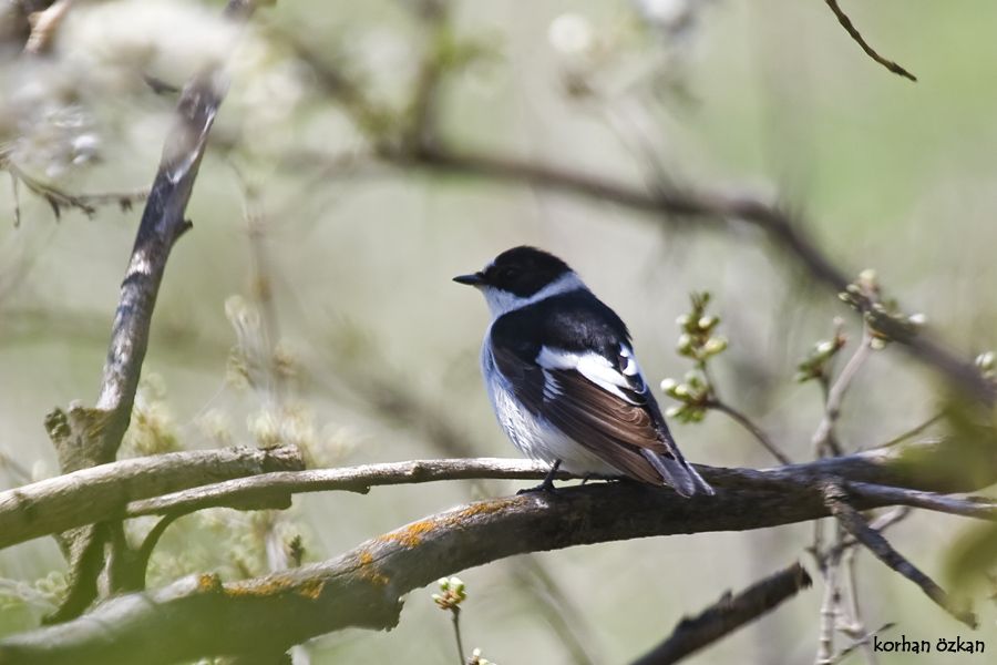 Collared Flycatcher