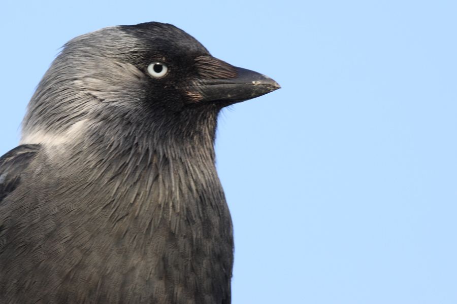Western Jackdaw