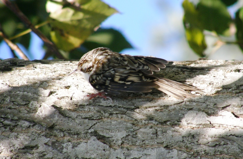 Eurasian Treecreeper