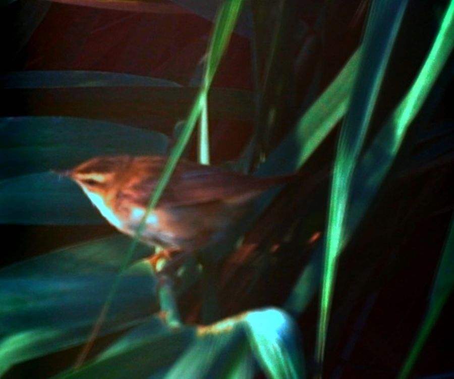 Sedge Warbler