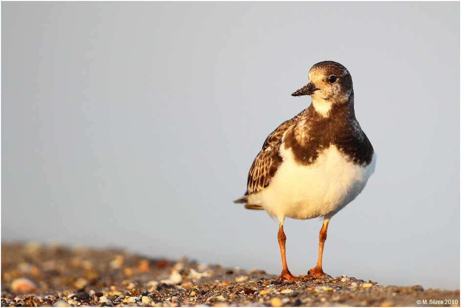 Ruddy Turnstone
