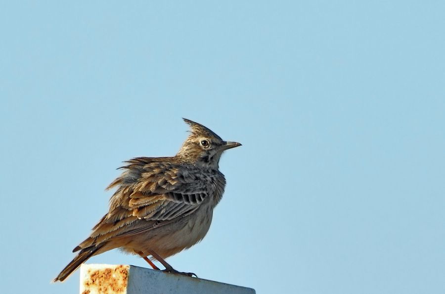 Crested Lark