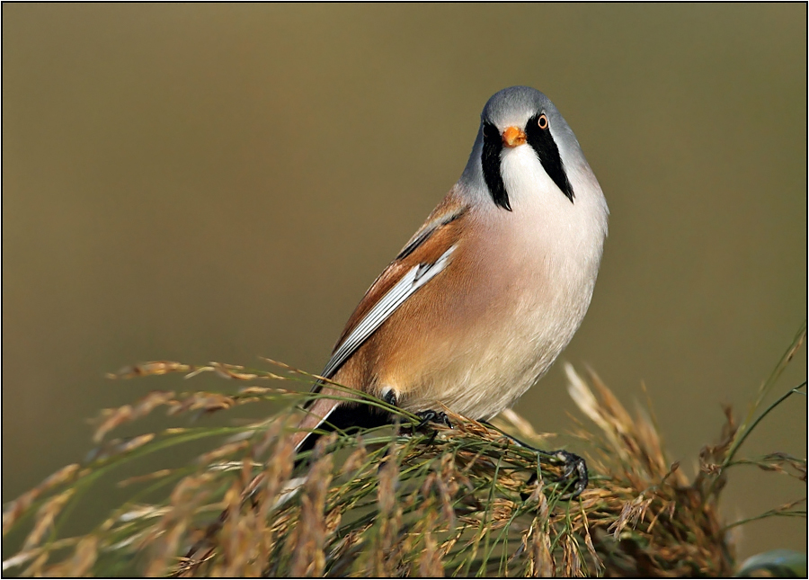 Bearded Reedling