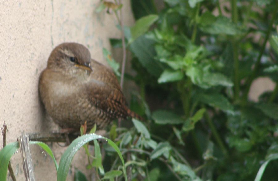 Eurasian Wren
