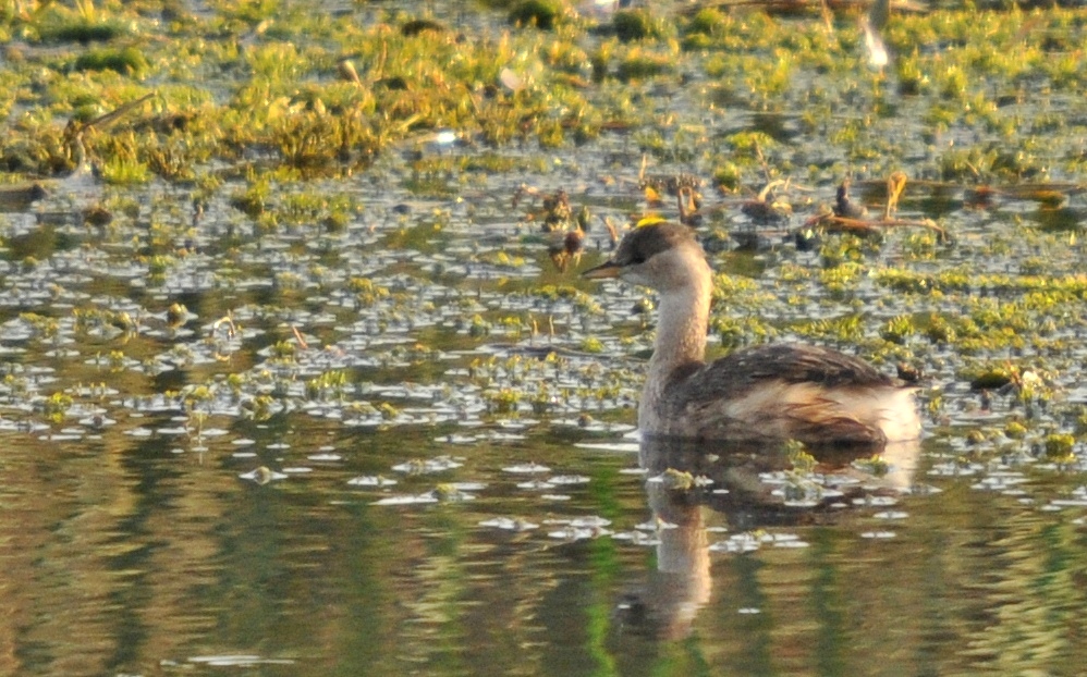 Little Grebe