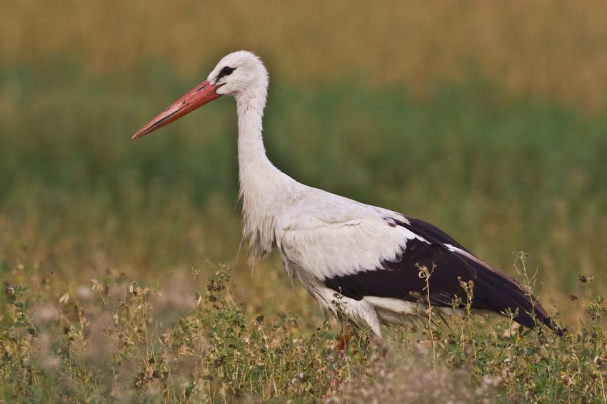 White Stork