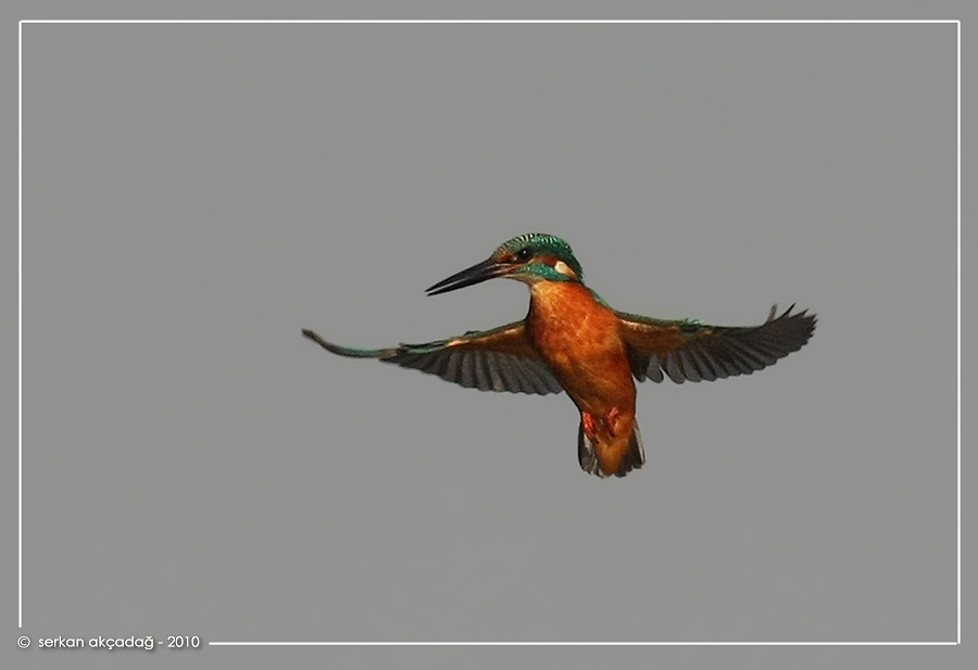 Common Kingfisher