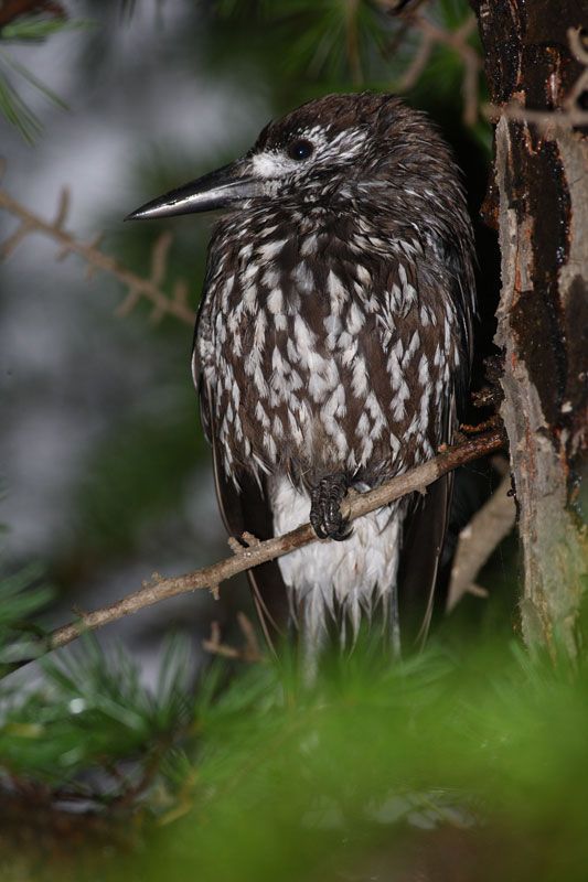 Northern Nutcracker