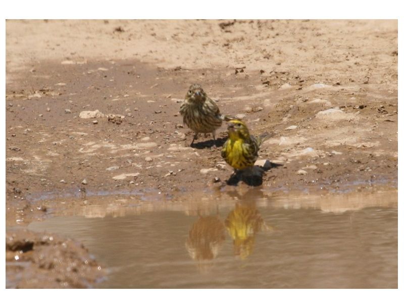 European Serin