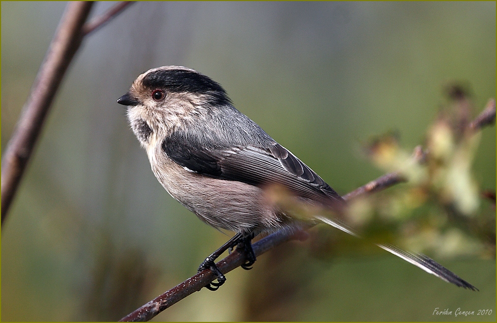 Long-tailed Tit