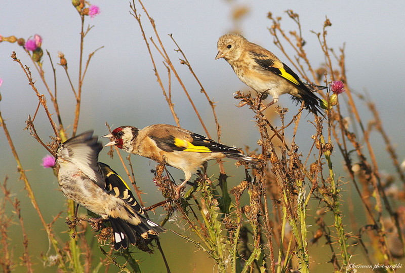 European Goldfinch
