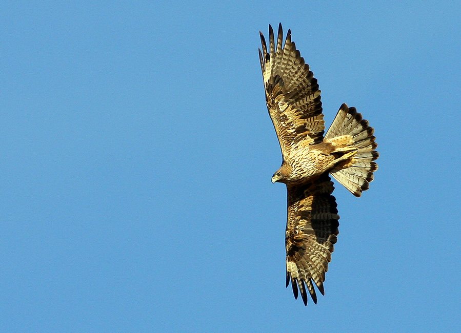 Bonelli`s Eagle
