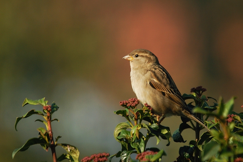 House Sparrow