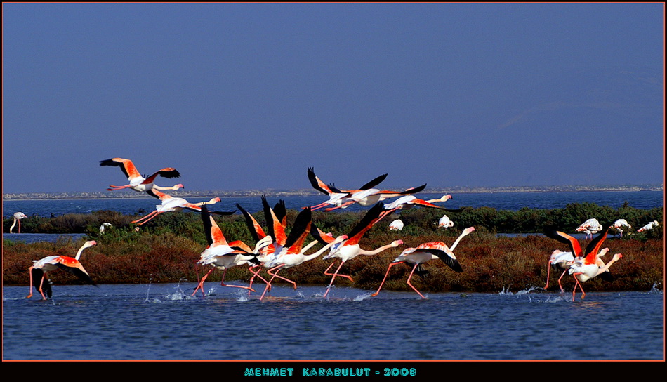 Greater Flamingo