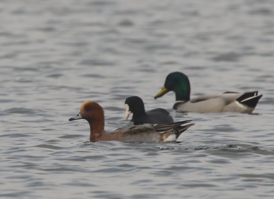 Eurasian Wigeon